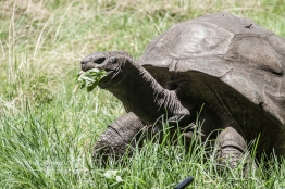 Seychelles giant tortoises can weigh up to 300kg (660 lbs) and grow to be 1.3m (4 ft) long
