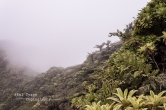 Cloud Forest of St Helena