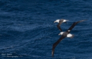 Wandering Albatros
