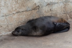 Cape Fur seals can be found lounging around in the bay.