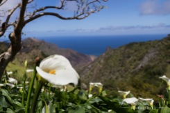 Arum Lilly looking out over Sandy Bay and Lot.