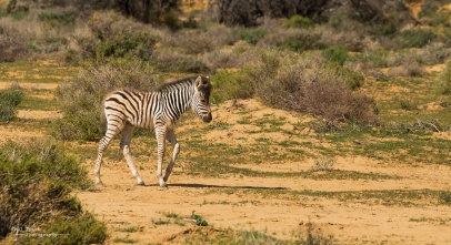 5 day old zebra calf