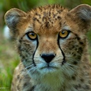 cheetah-eyes-clarrity